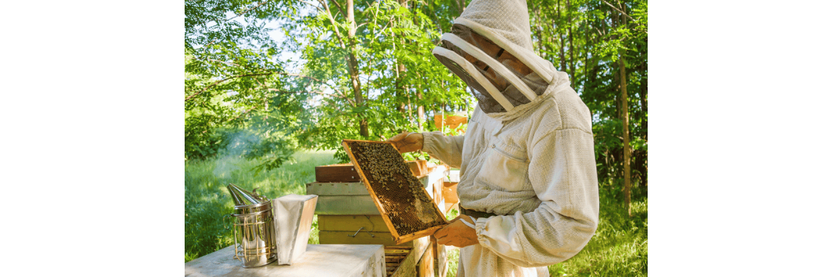 Was bedeutet nachhaltige Imkerei wirklich? - Nachhaltige Imkerei – Bedeutung, Verantwortung &amp;amp; Natur | ImkerPur