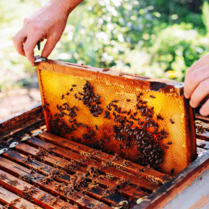 Propolis-Tinktur